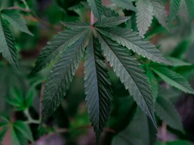 Chanvre aux États-Unis : l&rsquo;interdiction repoussée au 11 décembre, ce que risquent les produits au CBD